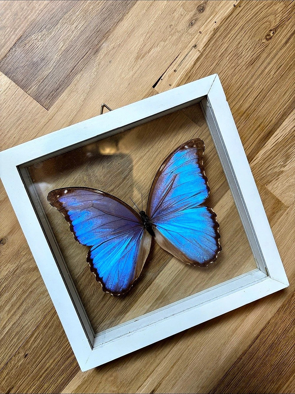 Framed Blue Morpho Butterfly Mixed Media Wall Art